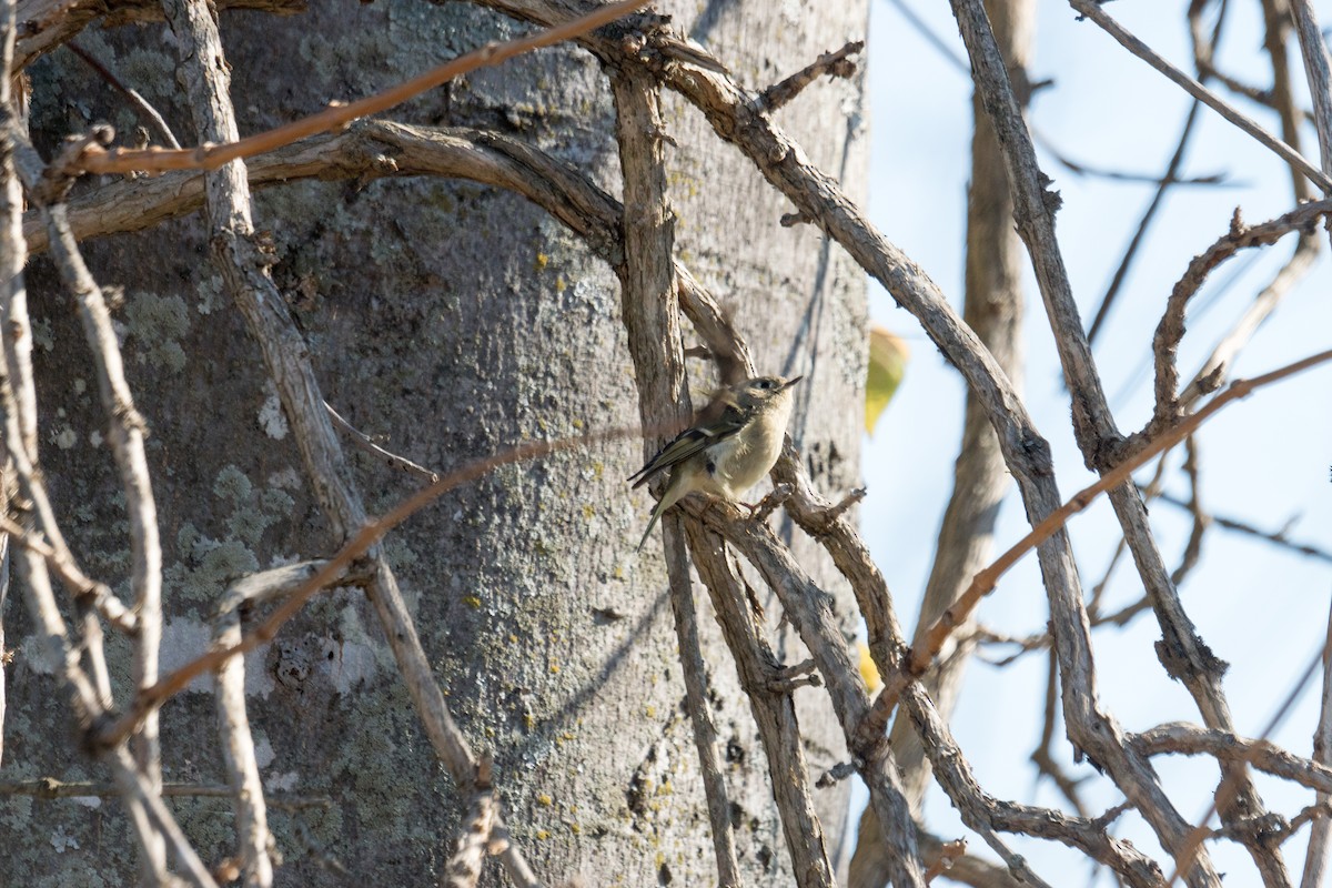 Ruby-crowned Kinglet - ML646097560