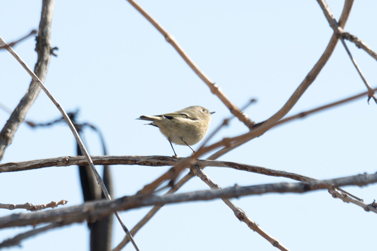 Ruby-crowned Kinglet - ML646097561