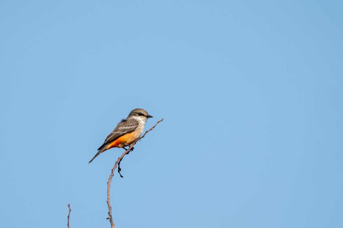 Vermilion Flycatcher - ML646097563