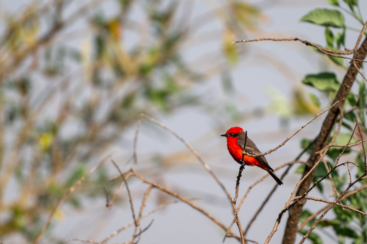 Vermilion Flycatcher - ML646097564