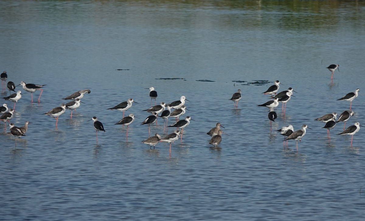 Black-tailed Godwit - ML646097566