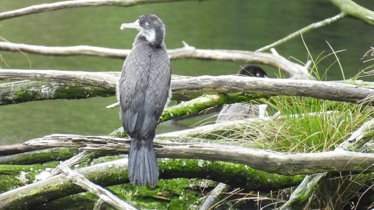 Pied Cormorant - ML646097567