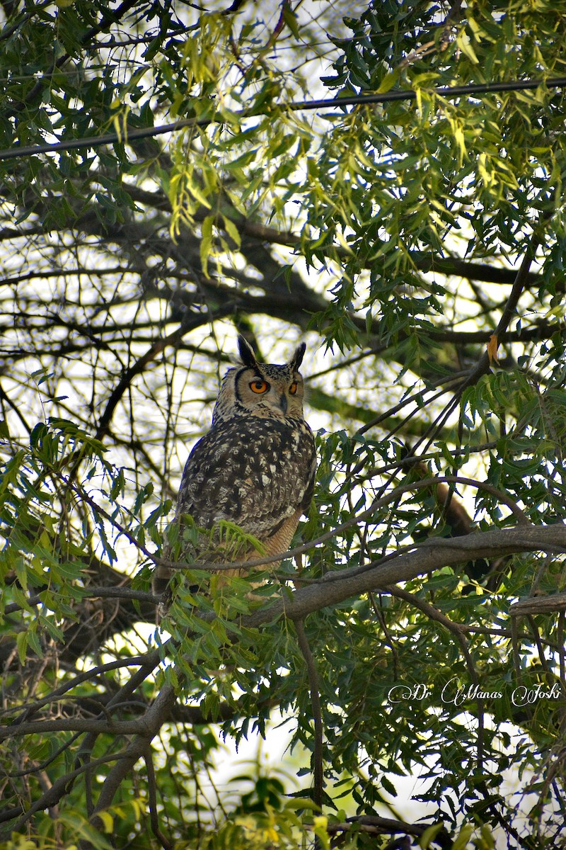 Rock Eagle-Owl - ML646097573