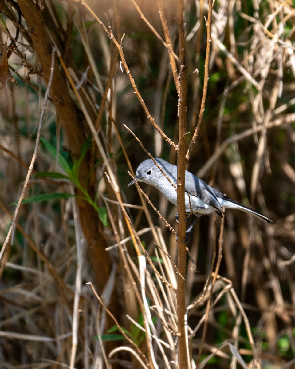 ブユムシクイ - ML646097574