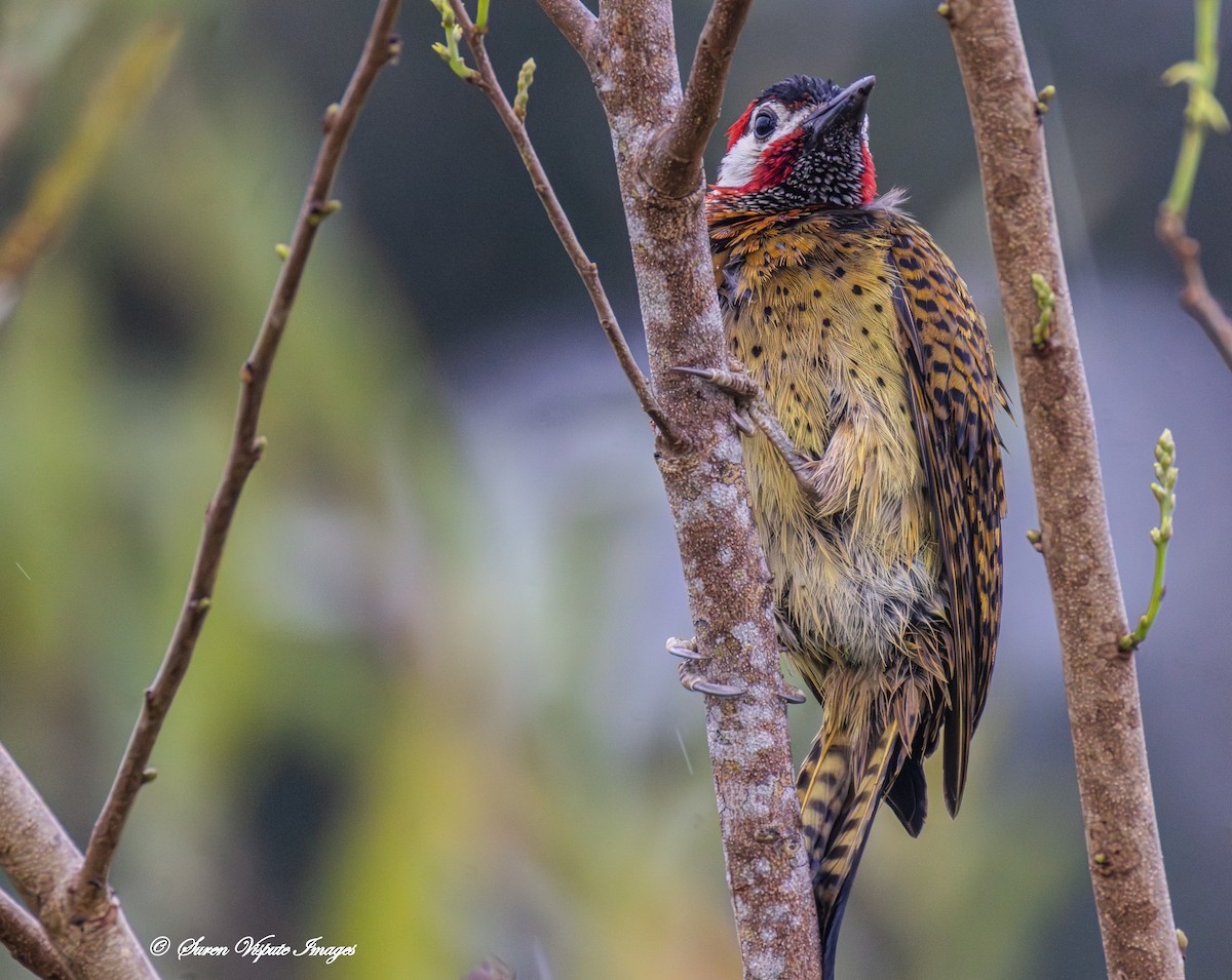 Spot-breasted Woodpecker - ML646097575