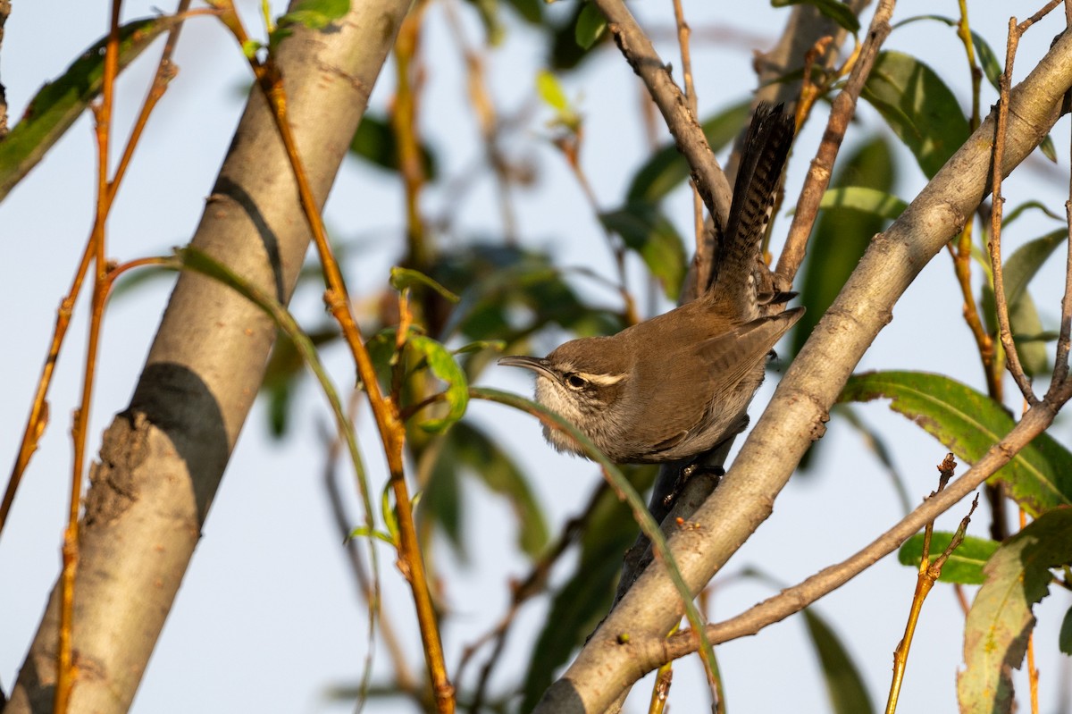 Bewick's Wren - ML646097579