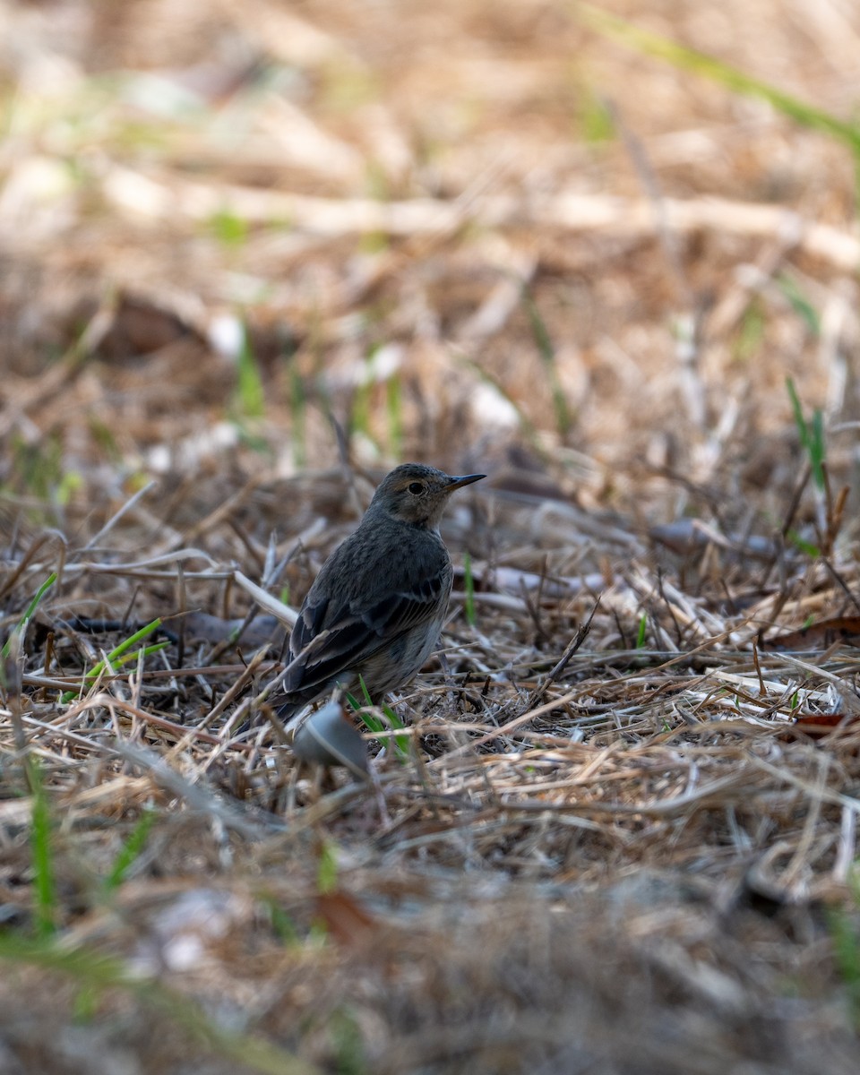 American Pipit - ML646097584