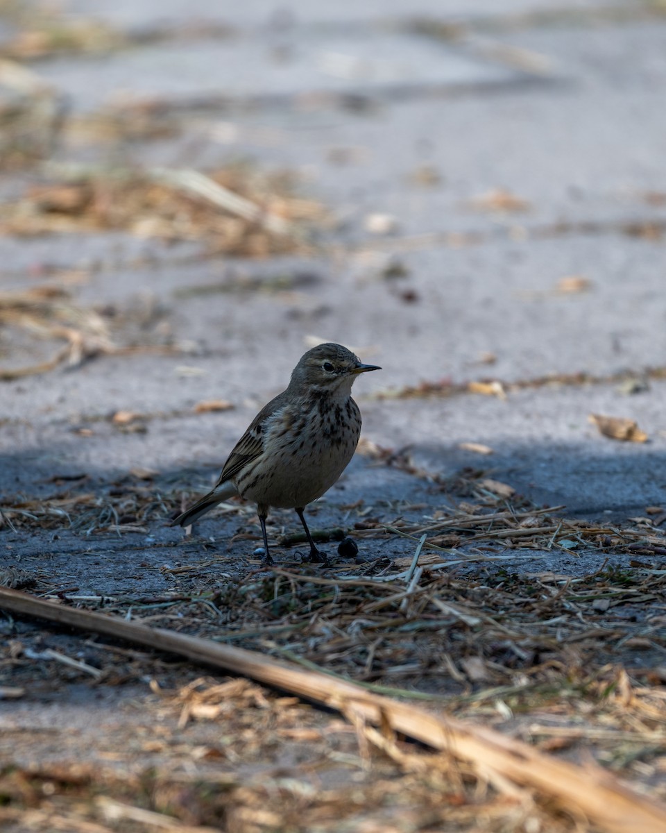 American Pipit - ML646097585