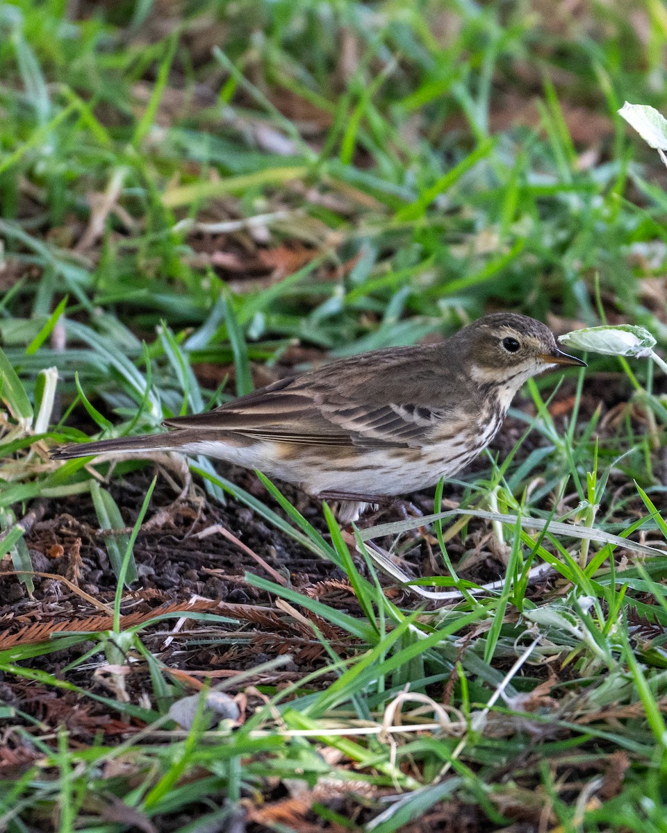 American Pipit - ML646097586