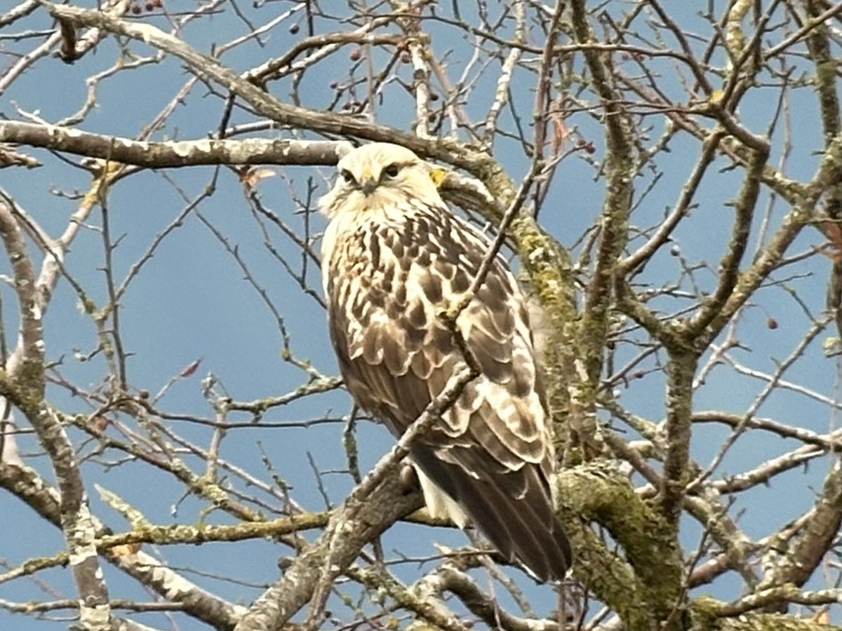 毛足鵟 - ML646097587