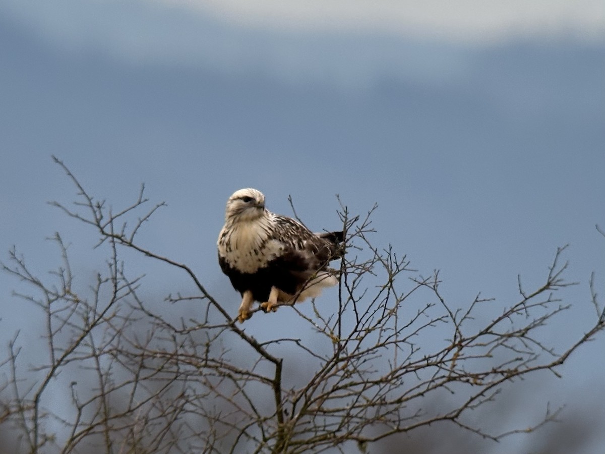 毛足鵟 - ML646097588