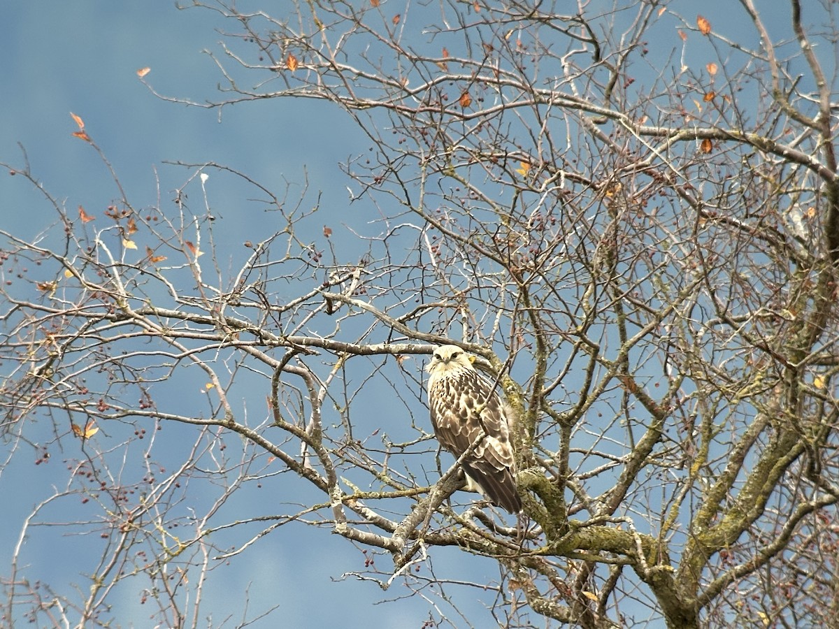 毛足鵟 - ML646097589