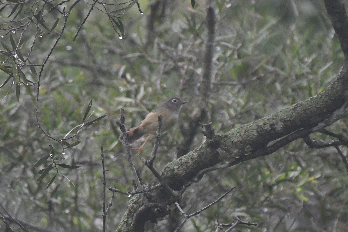 Morrison's Fulvetta - ML646097591