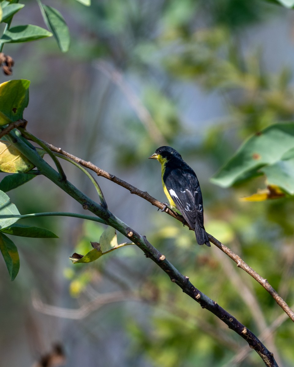 Lesser Goldfinch - ML646097596