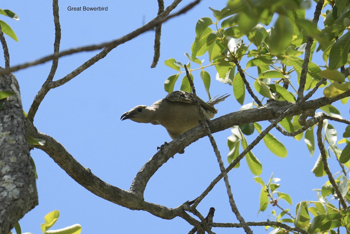 Great Bowerbird - ML646097597