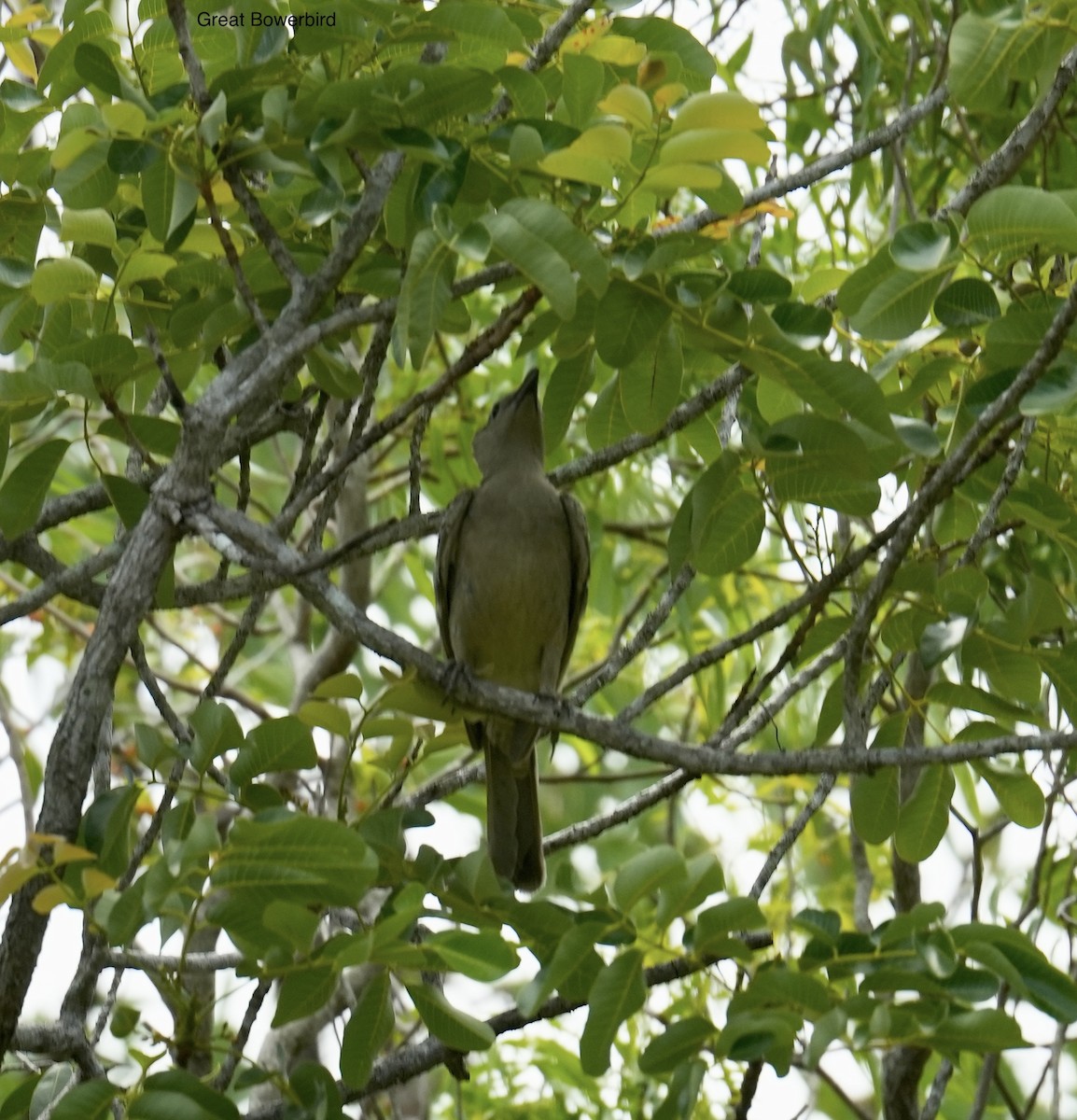 Great Bowerbird - ML646097598