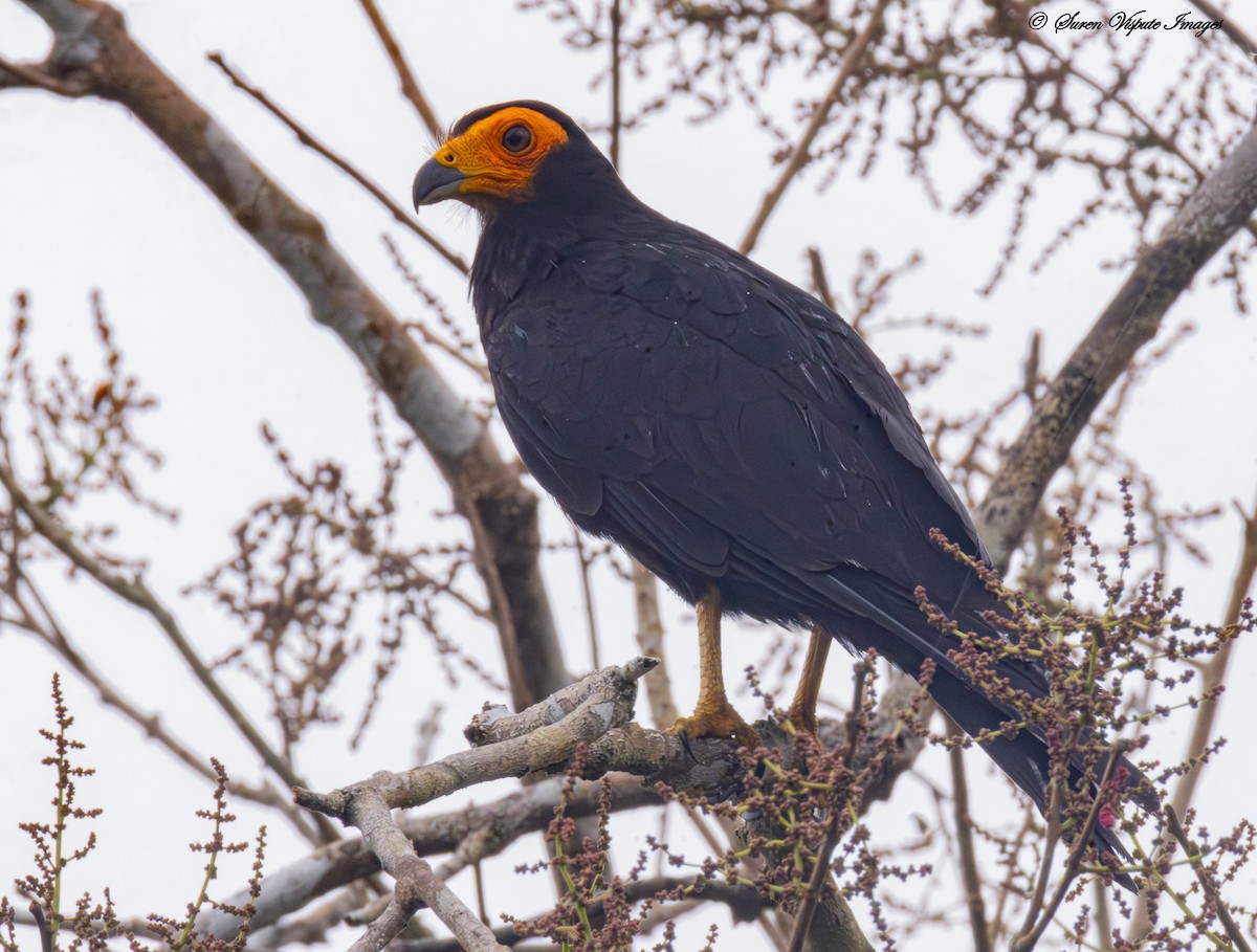 Black Caracara - ML646097599