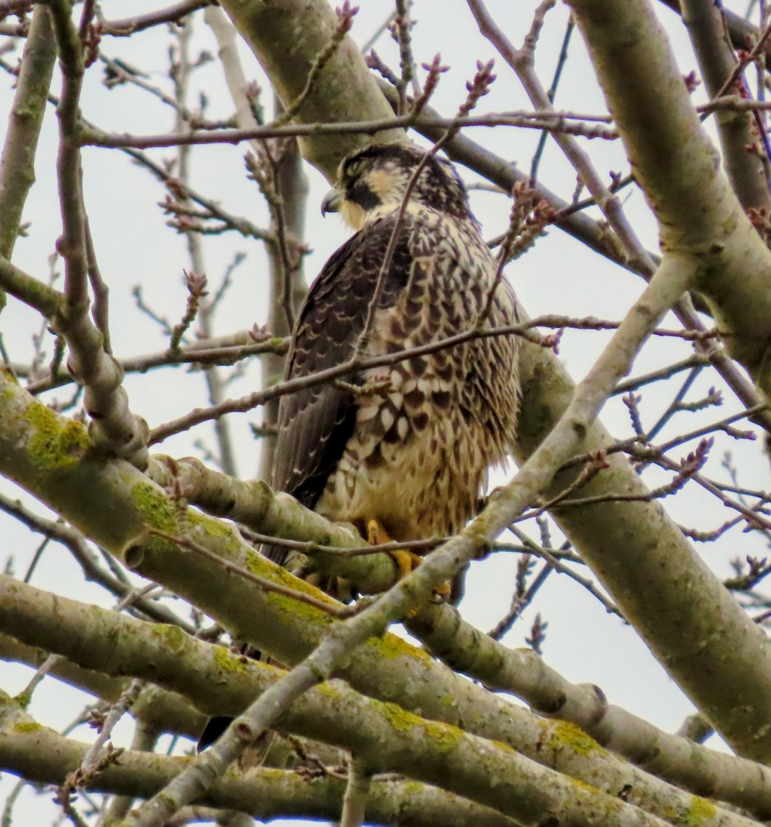 遊隼 - ML646097600