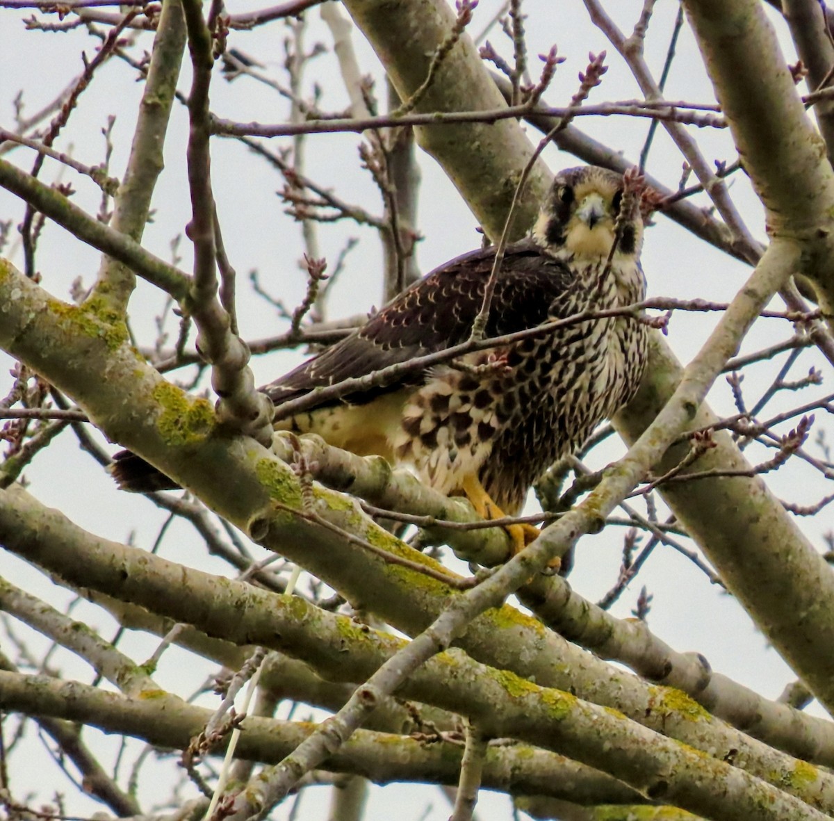 遊隼 - ML646097601