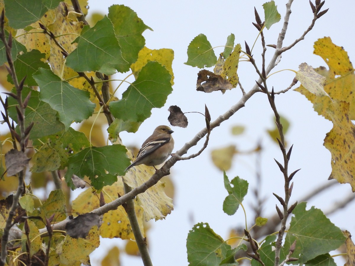 オウゴンヒワ - ML646097602