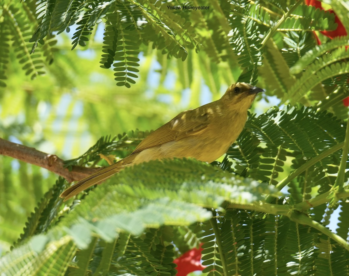 キイロミツスイ - ML646097603