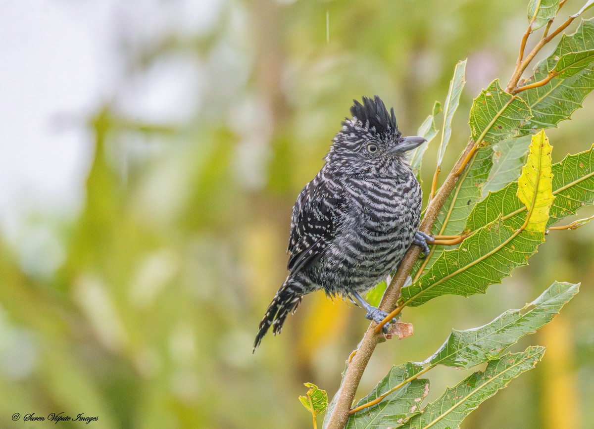 シマアリモズ - ML646097604