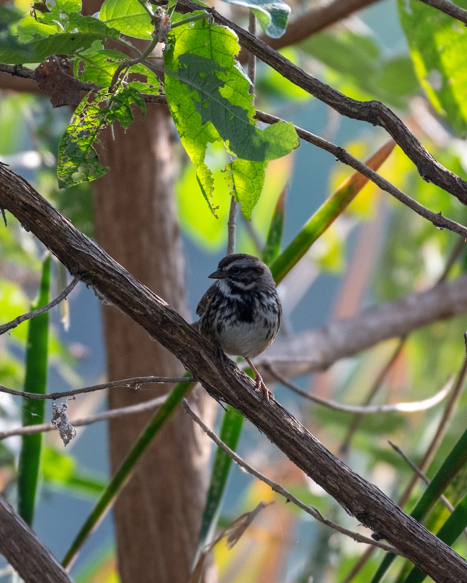 ウタスズメ - ML646097605