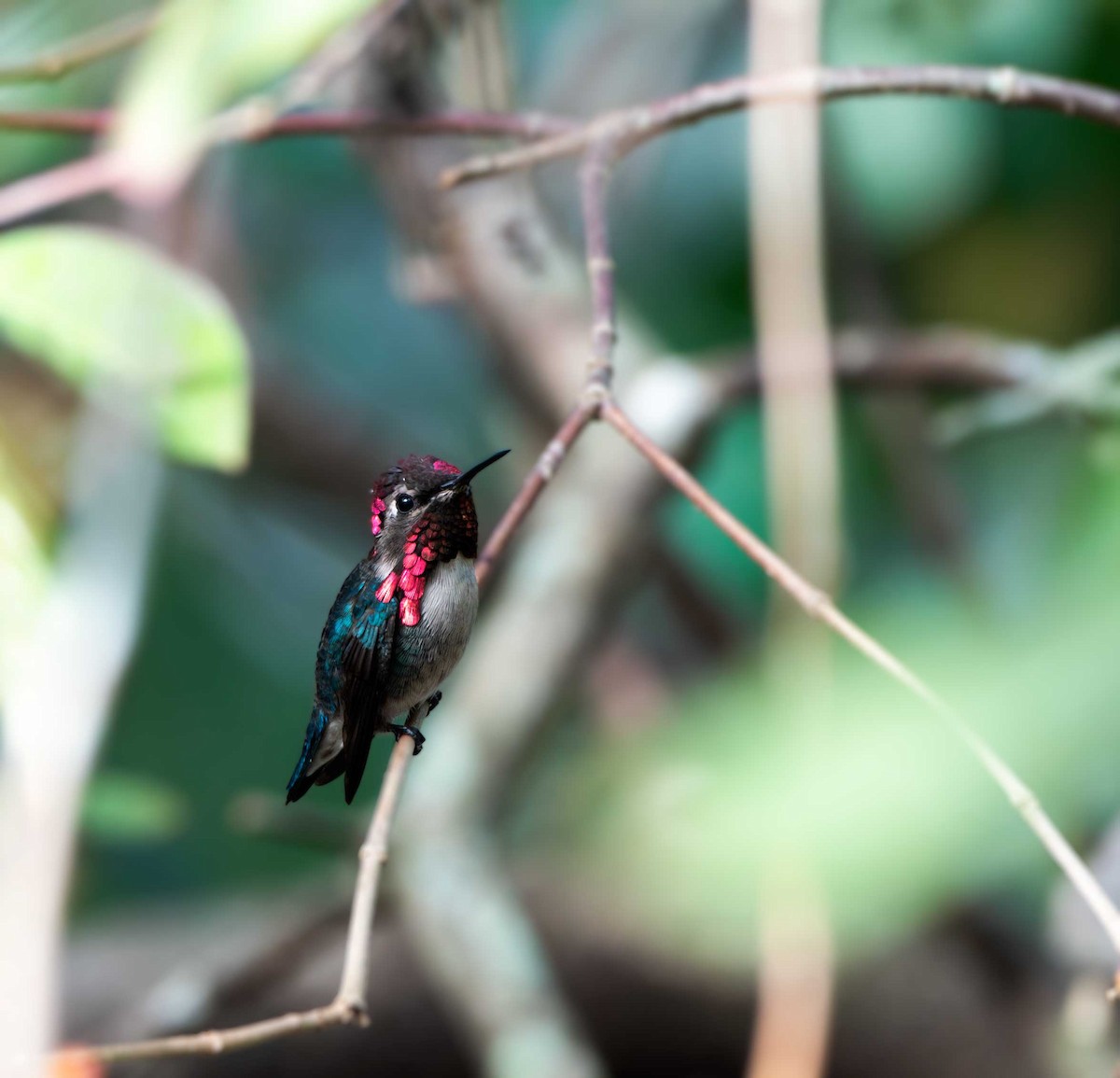 マメハチドリ - ML646097606