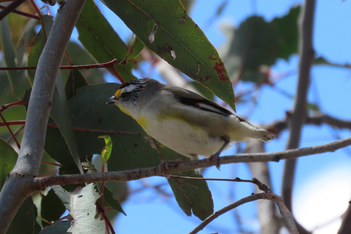 キボシホウセキドリ - ML646097607