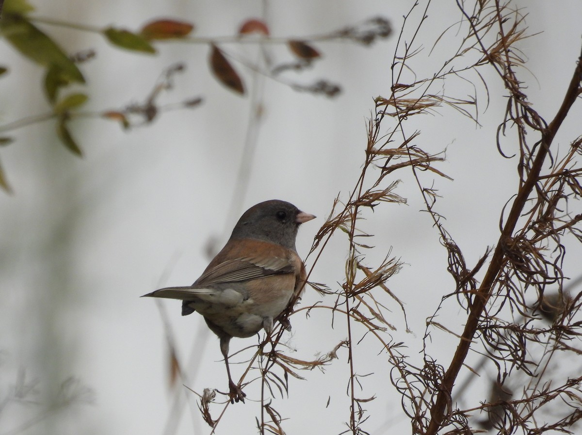 ユキヒメドリ - ML646097608