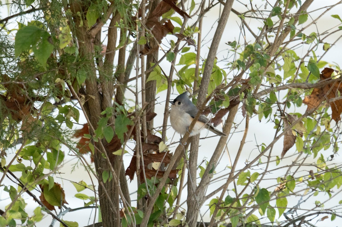 エボシガラ - ML646097609