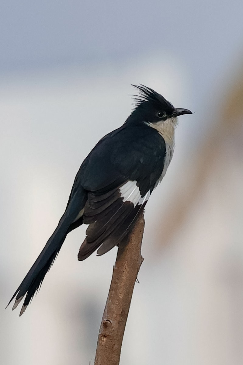 クロシロカンムリカッコウ - ML646097610