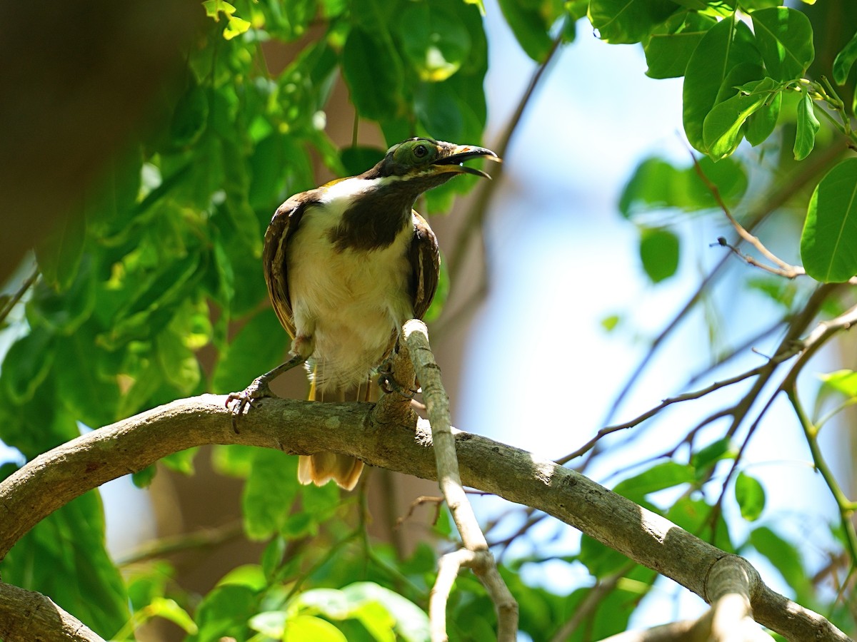 アオツラミツスイ - ML646097611