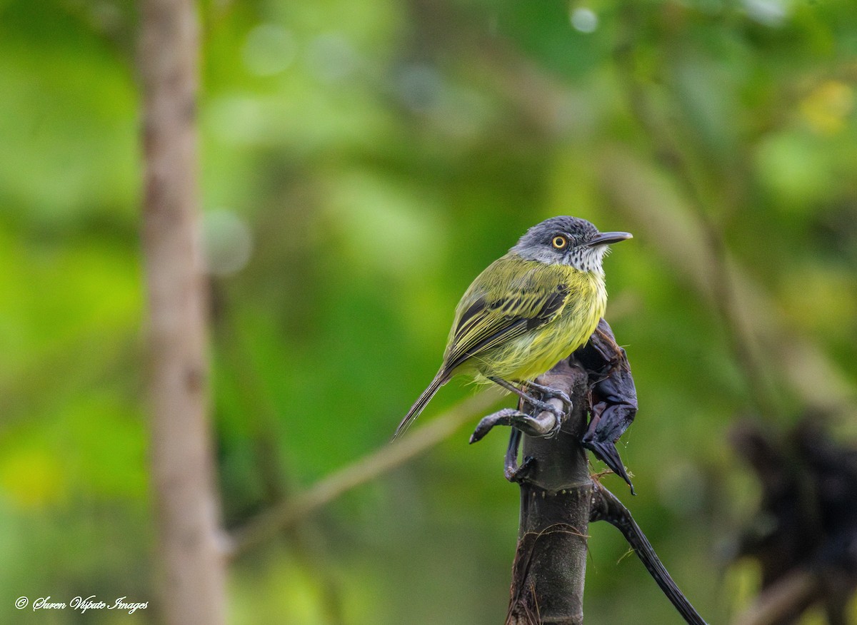 マダラハシナガタイランチョウ - ML646097612