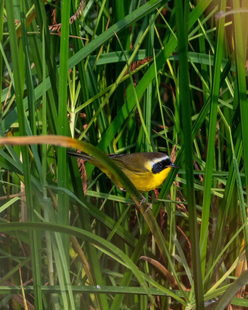 カオグロアメリカムシクイ - ML646097613