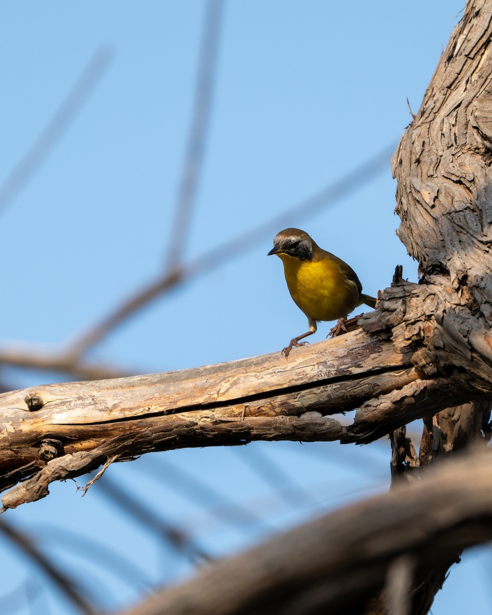 カオグロアメリカムシクイ - ML646097614