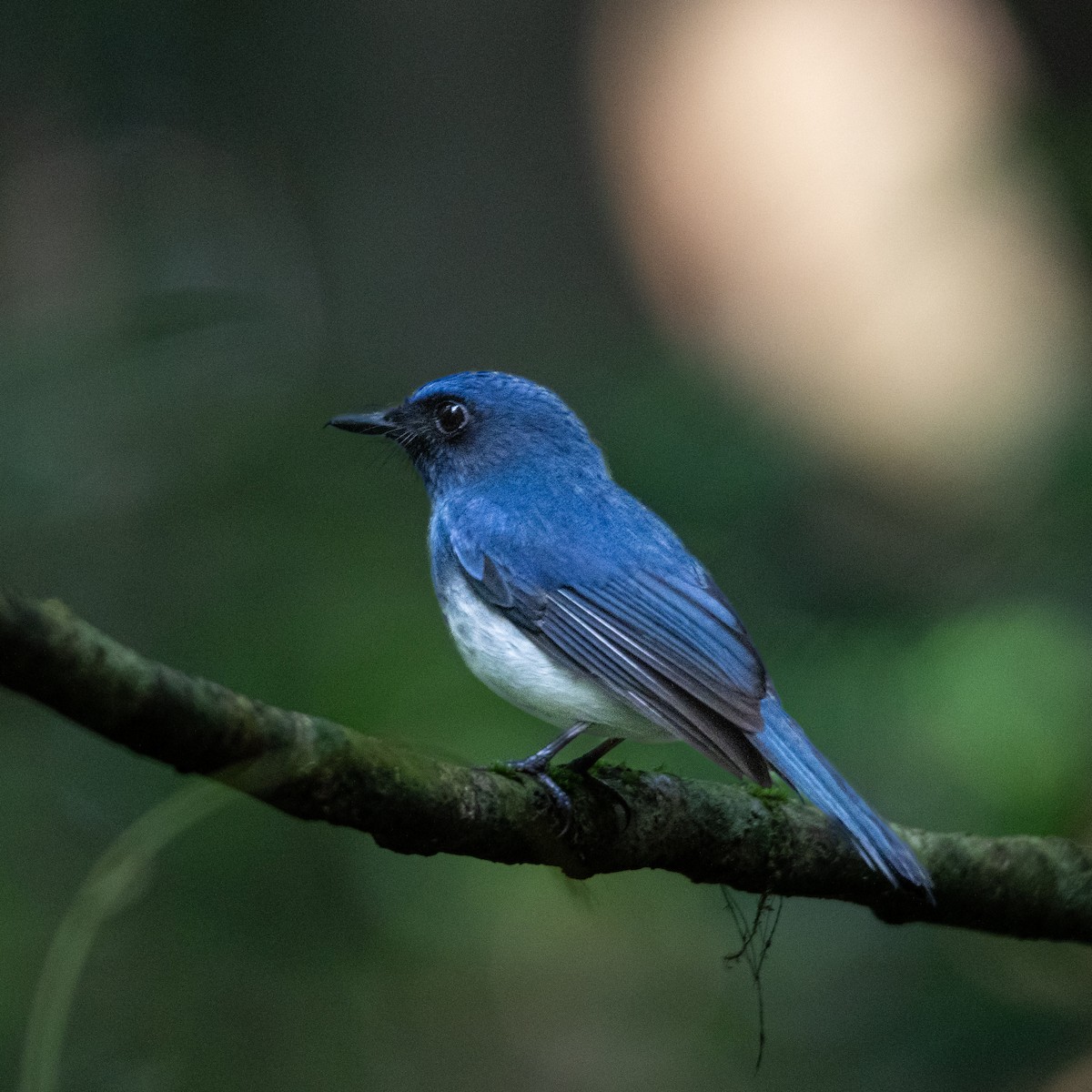 シロハラヒメアオヒタキ - ML646097615