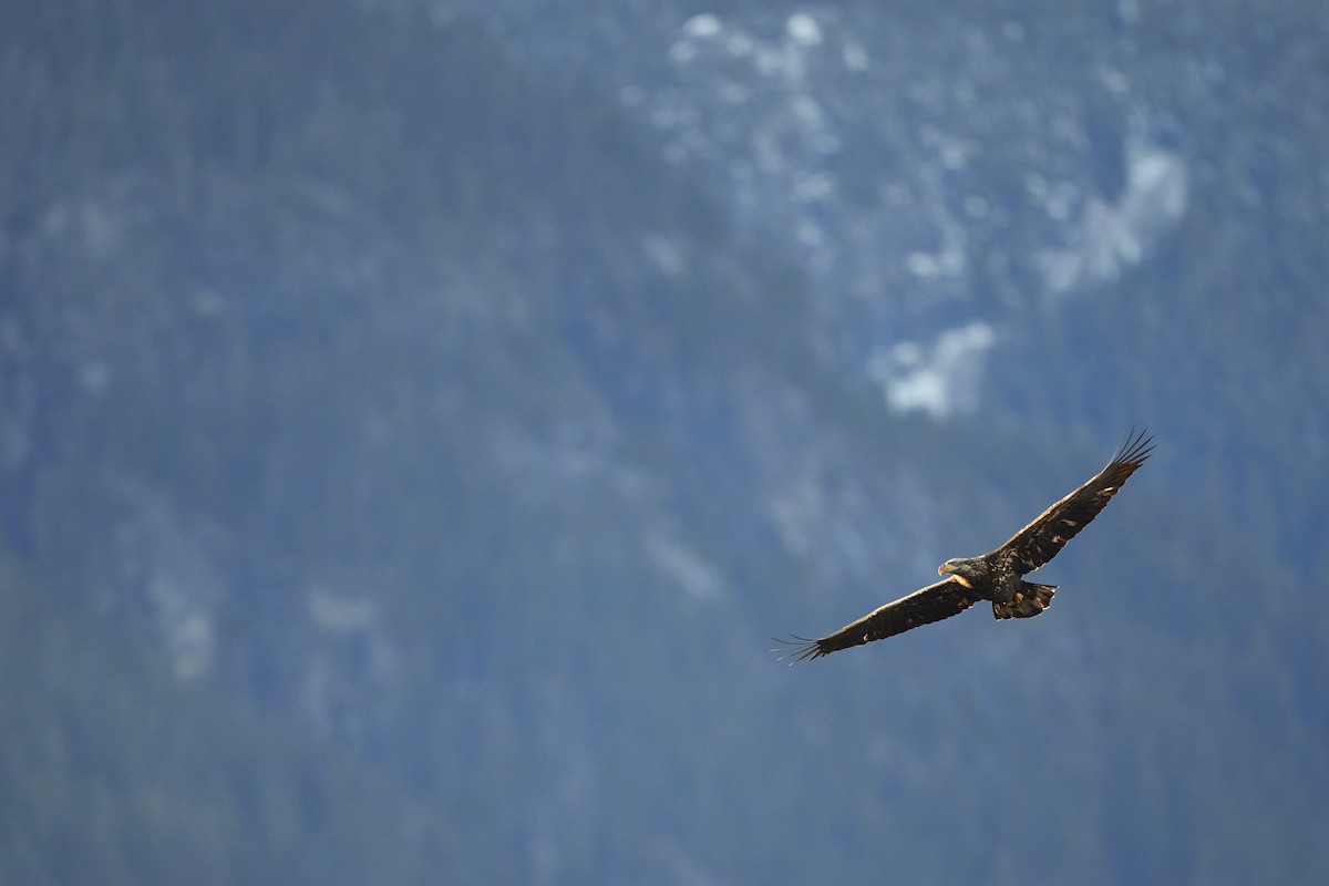 ハクトウワシ - ML646097616