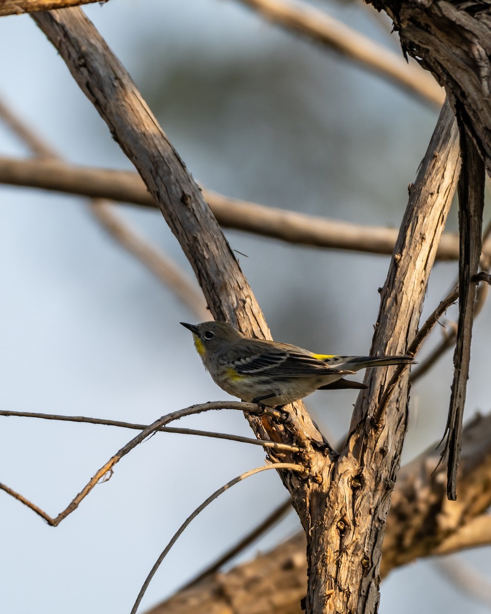 キヅタアメリカムシクイ - ML646097617