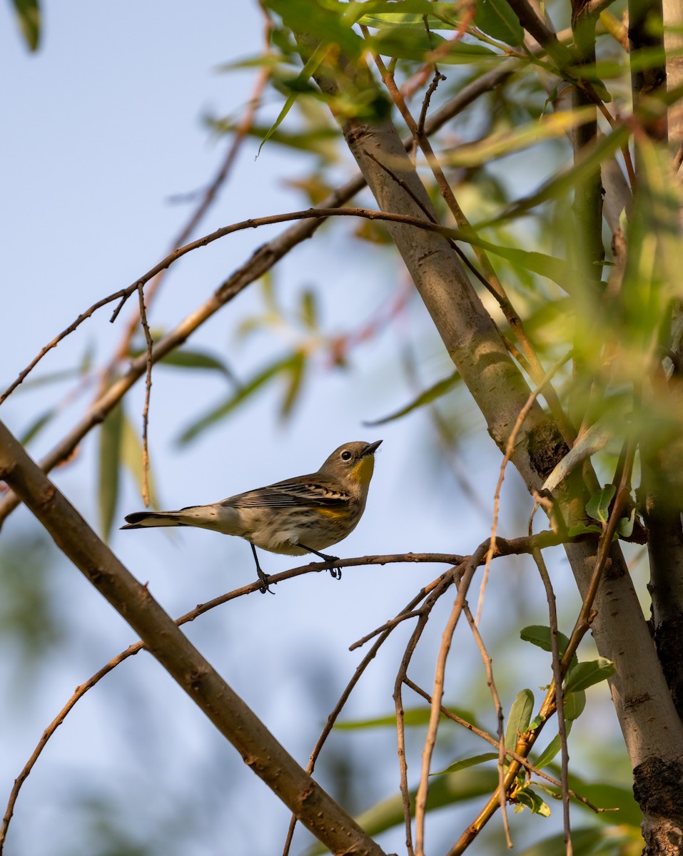 キヅタアメリカムシクイ - ML646097618