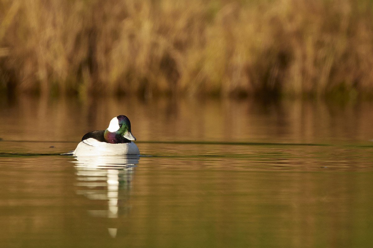 ヒメハジロ - ML646097622