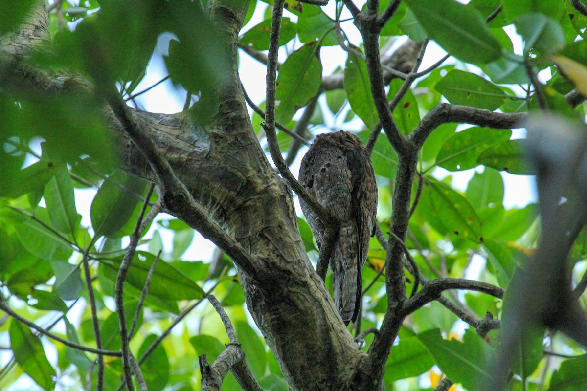 ハイイロタチヨタカ - ML646097623