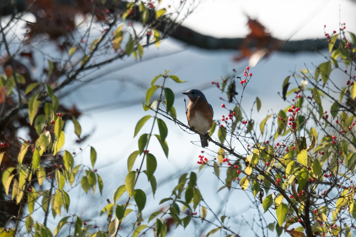 ルリツグミ - ML646097625