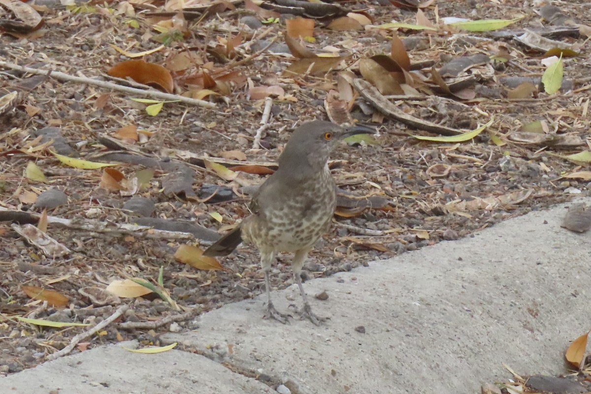 マルハシツグミモドキ - ML646097626