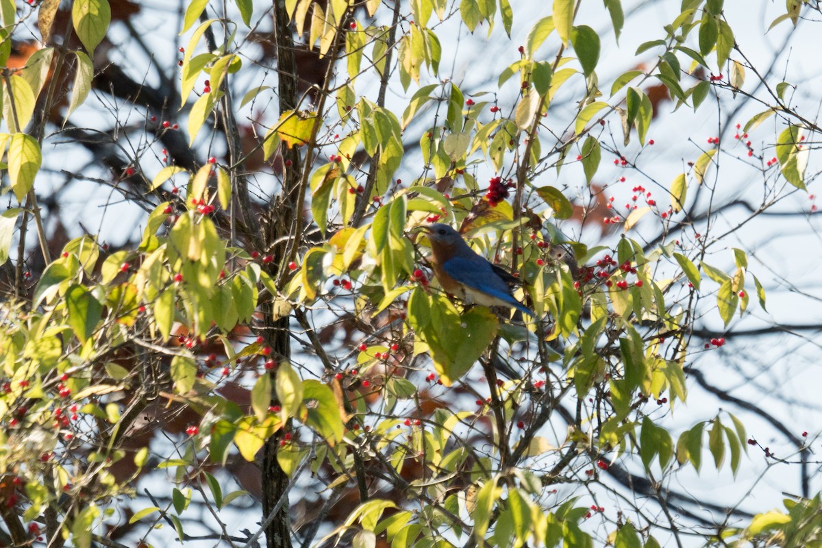 ルリツグミ - ML646097627