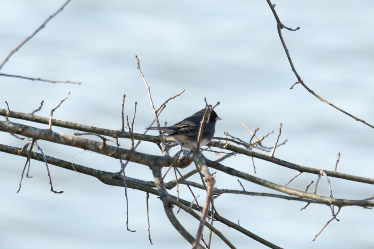 ユキヒメドリ - ML646097628