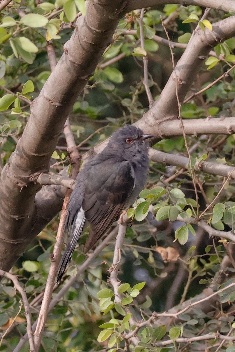 ハイバラカッコウ - ML646097629