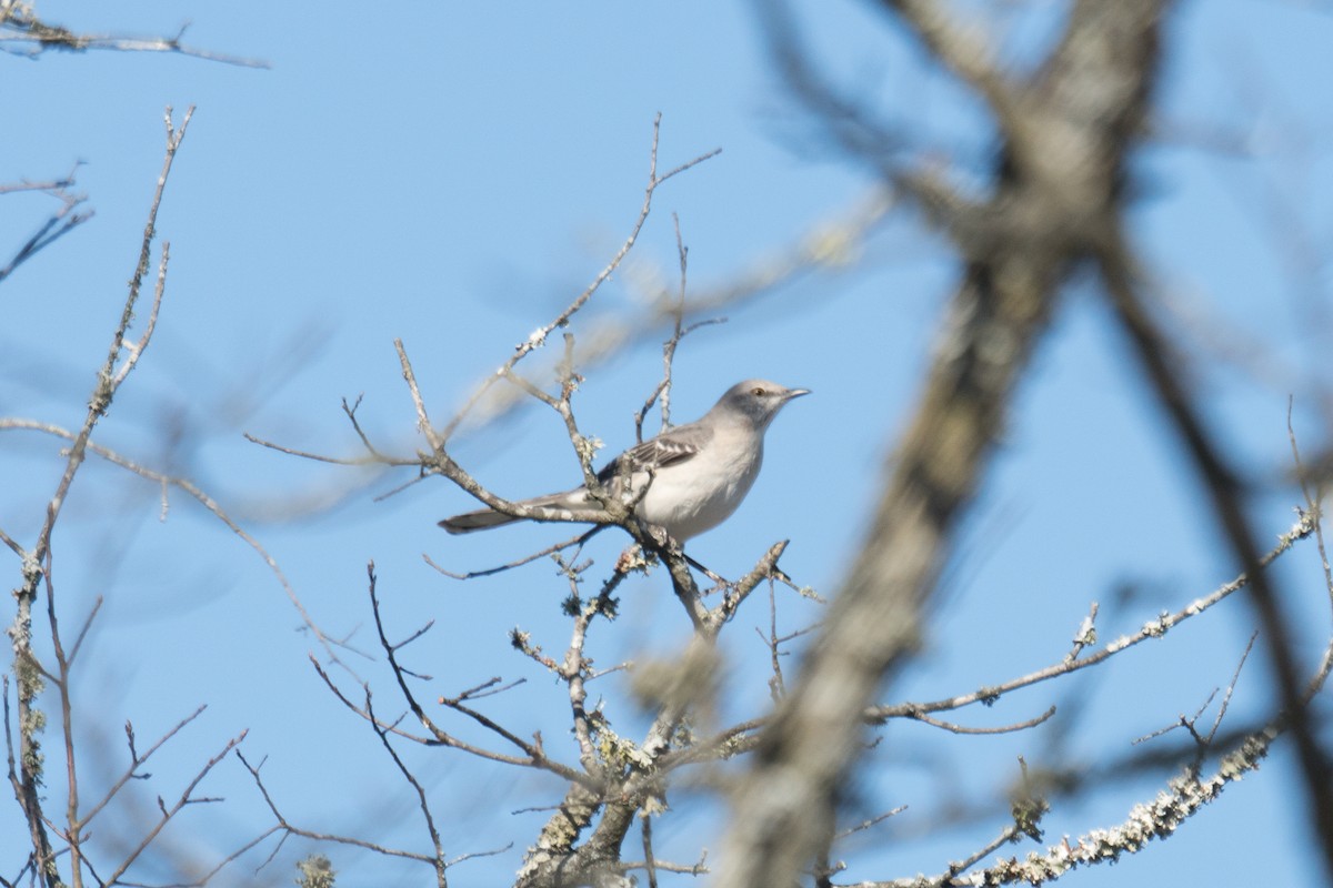 マネシツグミ - ML646097630