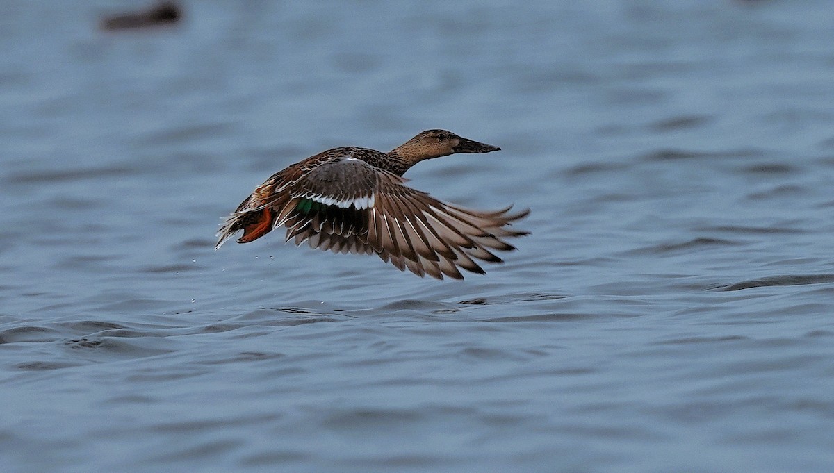 Northern Shoveler - ML646097631