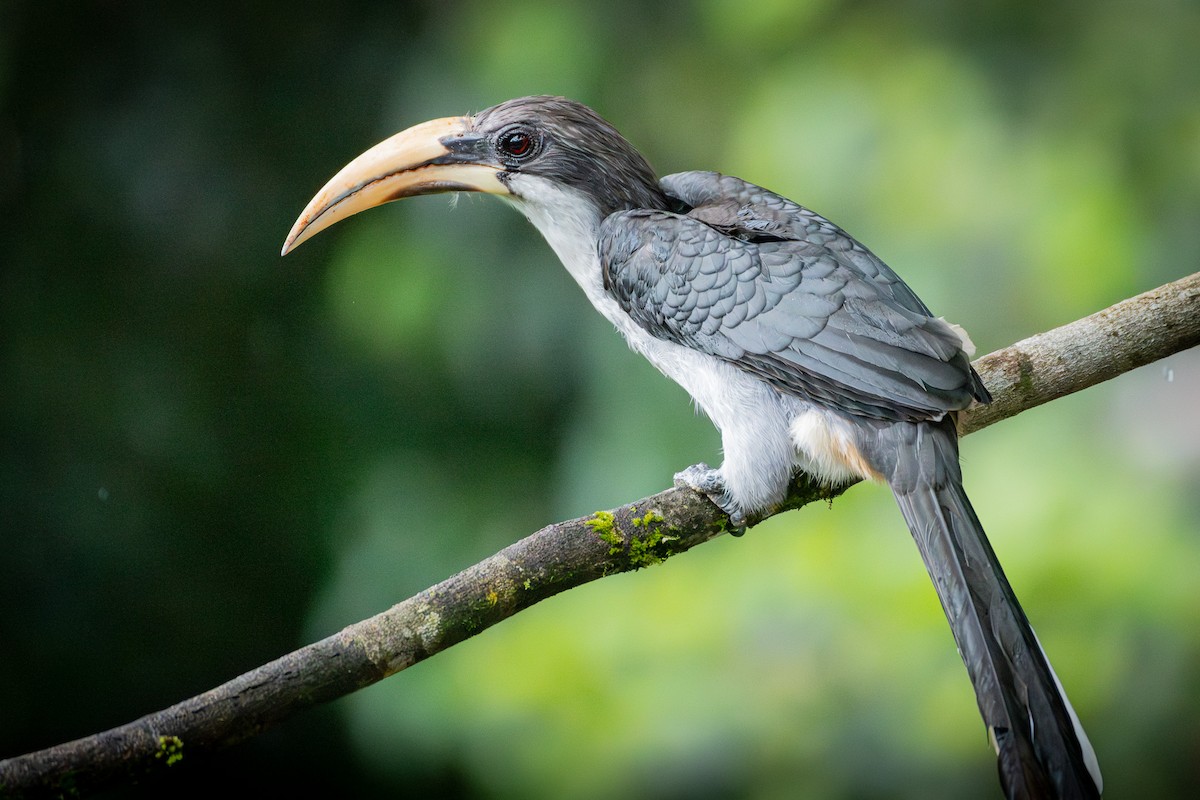 スリランカコサイチョウ - ML646097632